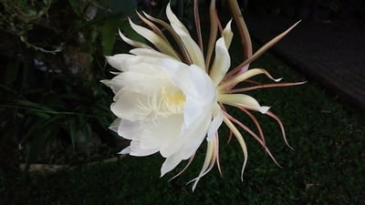 Endemic Flowers
