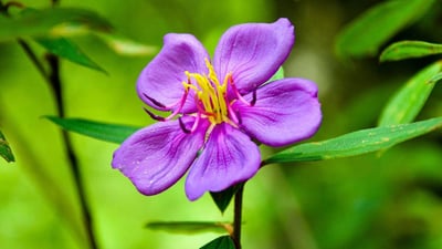 Endemic Flowers
