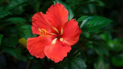 Endemic Flowers