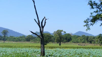 Dunuwila