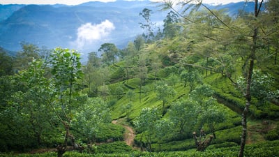 Doombagastalawa Estate