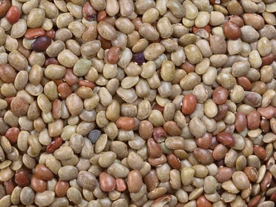 Dolichos biflorus