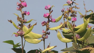 Dolichos biflorus