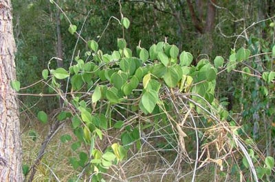 Dolichos biflorus