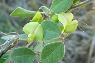 Dolichos biflorus