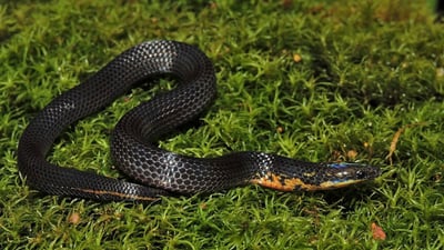 Ravana's Rough-sided Snake