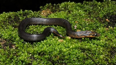 Ravana's Rough-sided Snake