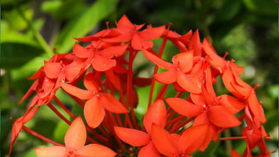 Jungle Geranium