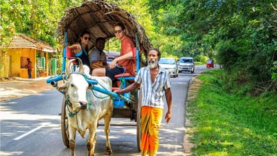 Bullock Cart Rides