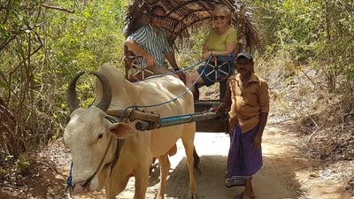 Bullock Cart Rides