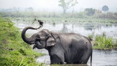 Elephant bathing