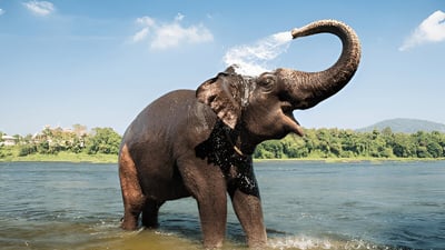 Elephant bathing