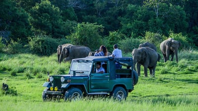 Ethical Safari
