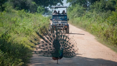 Ethical Safari