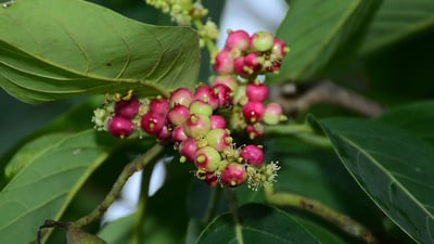 Terminalia chebula (Aralu)
