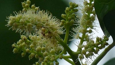 Terminalia chebula (Aralu)