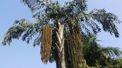 Caryota urens (Kitul Palm)