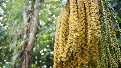 Caryota urens (Kitul Palm)