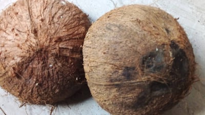 Coconut Shells