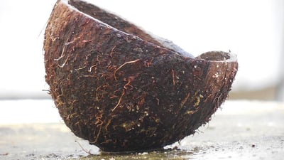 Coconut Shells