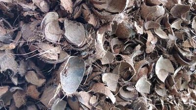 Coconut Shells