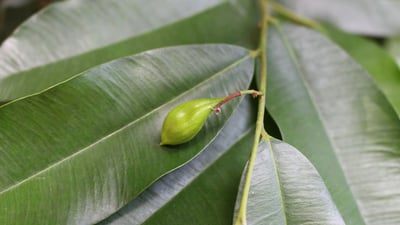 Gyrinops walla