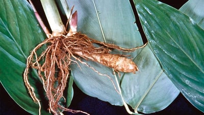 Arrow root