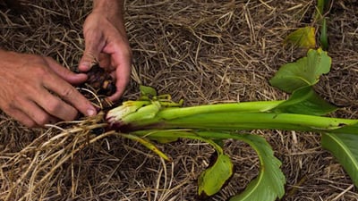 Arrow root