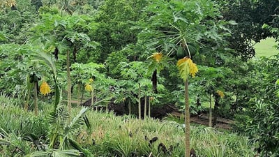 Midigama Fruit Farm