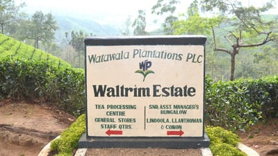 Waltrim Tea Estate