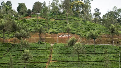 Waltrim Tea Estate