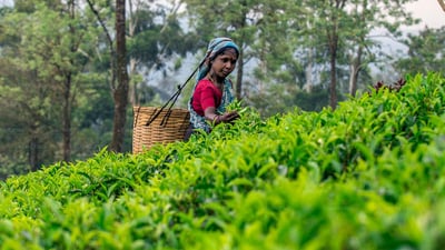 Waltrim Tea Estate