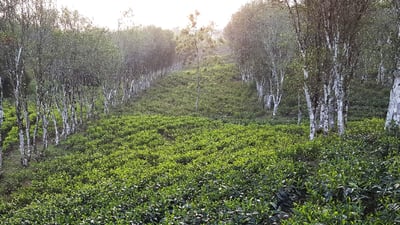 Waltrim Tea Estate