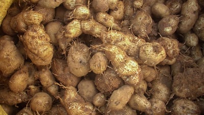 Chinese potato (??? ??)