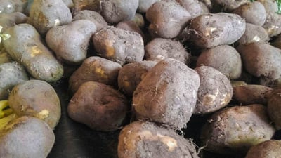 Chinese potato (??? ??)