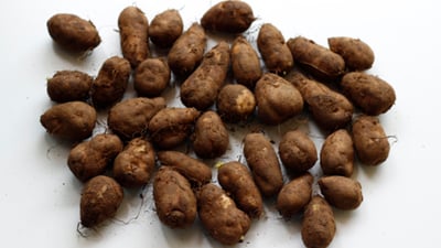 Chinese potato (??? ??)