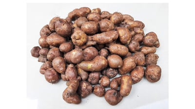 Chinese potato (??? ??)