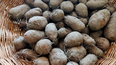Chinese potato (??? ??)