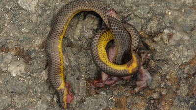 Cuvier's Shieldtail