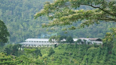 Lumbini Tea Estate