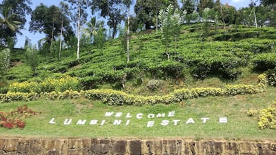 Lumbini Tea Estate