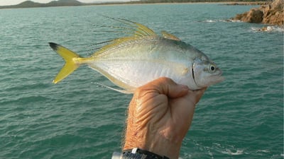 Yellowfin trevally (Caranx ignobilis)