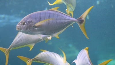 Yellowfin trevally (Caranx ignobilis)