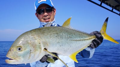 Yellowfin trevally (Caranx ignobilis)