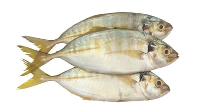 Yellowfin trevally (Caranx ignobilis)