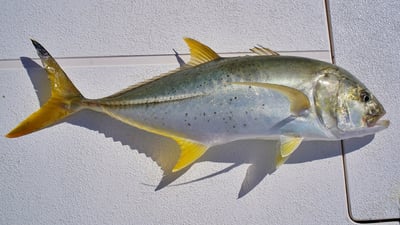 Yellowfin trevally (Caranx ignobilis)