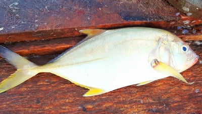 Yellowfin trevally (Caranx ignobilis)