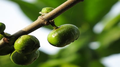 Ficus racemosa; Attikka