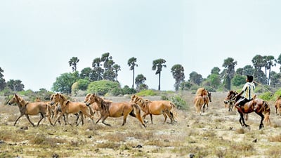 Feral Horses and Stables
