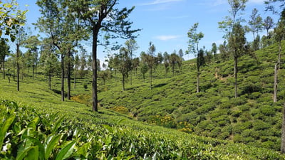New Vithanakande